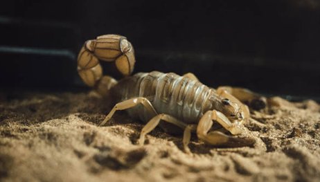 夜行动物是一种行为具有这种行为的动物是什么?