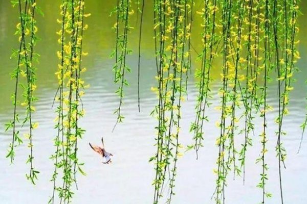 不三不四的正确读音是什么