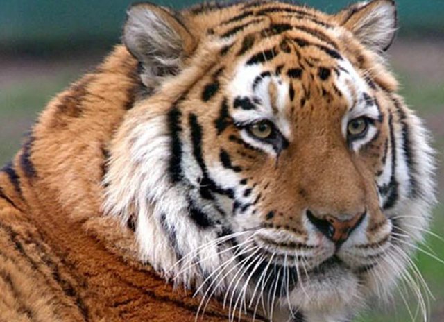 劈天盖地的意思是什么动物