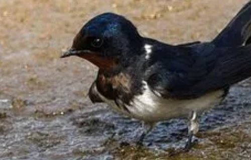 什么的燕子如何填空?