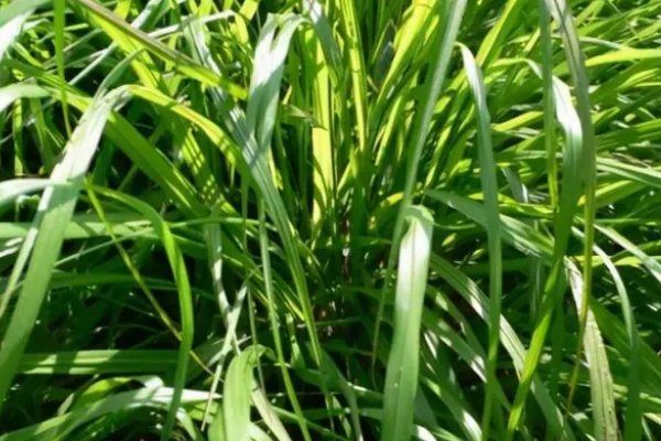 苍蝇的克星是什么