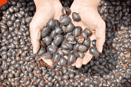 土鳖是什么东西?