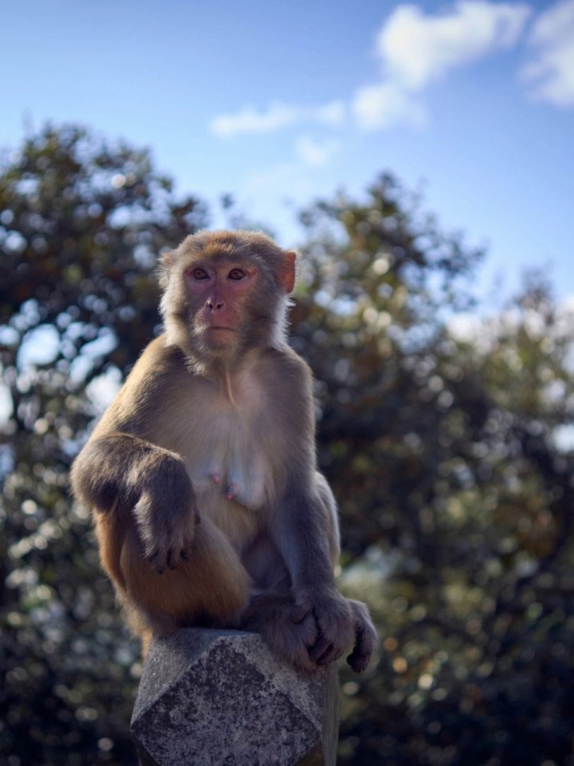 小鬼当家是什么生肖?