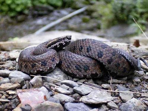 拟龟壳花的习性