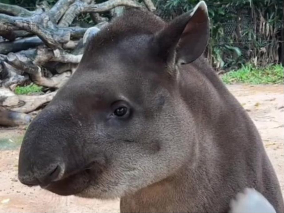 巴西貘几级保护动物