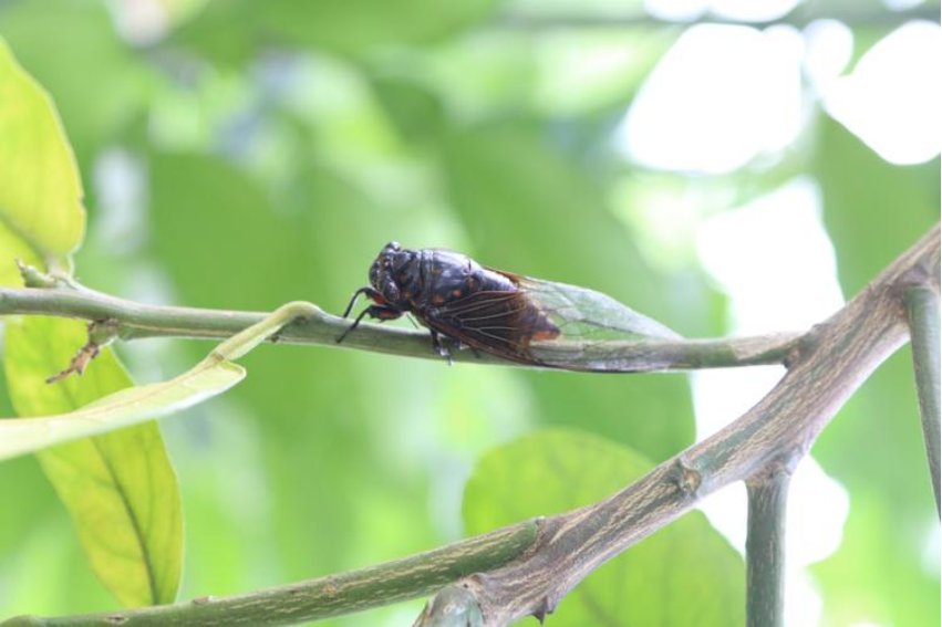 蝉什么意思解释