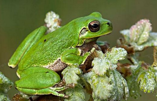 青蛙的本领是什么？