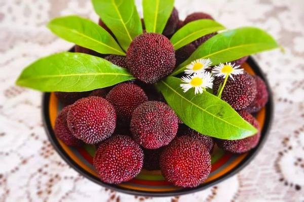 卢浮山下四时春卢橘什么次第新