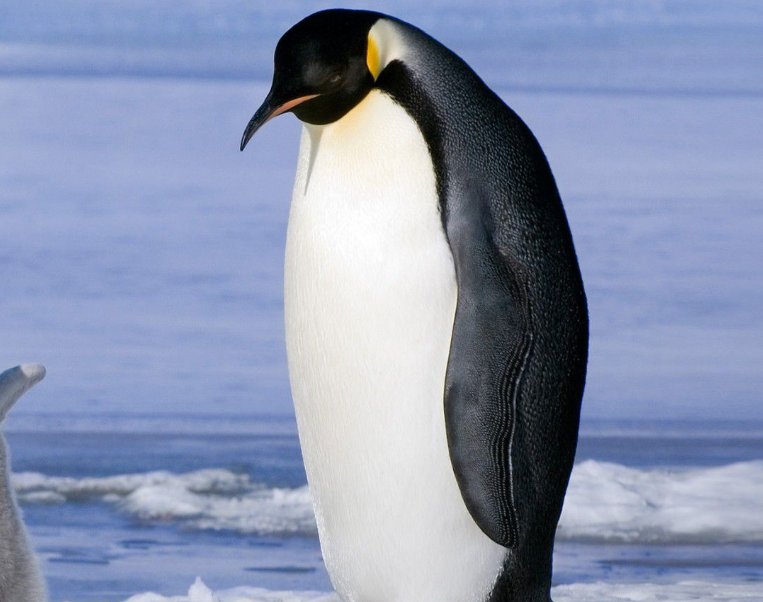企鹅的生活习性
