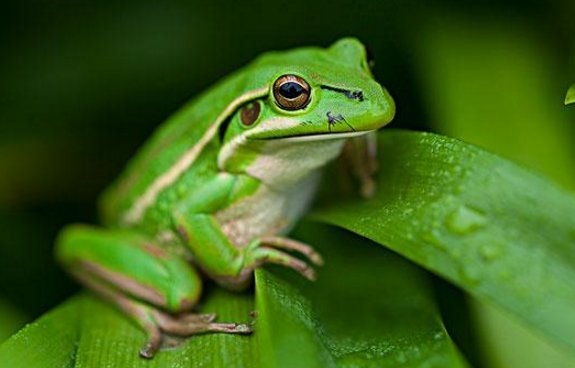 青蛙的本领是什么？