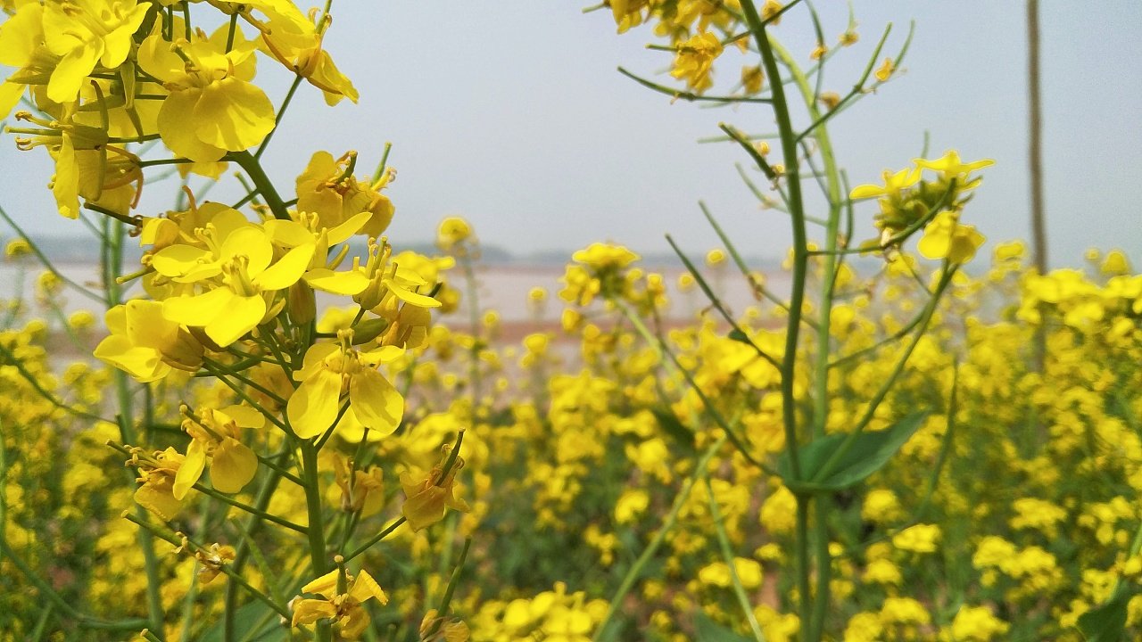 一句看油菜花的心情