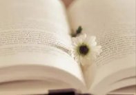 四个人搬木头打一个字