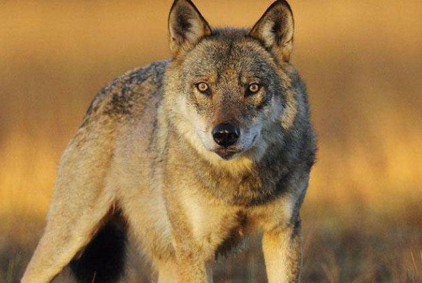 会摇尾巴的狼告诉我们什么道理