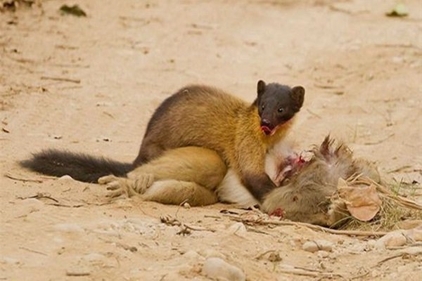 大熊猫有哪些天敌？