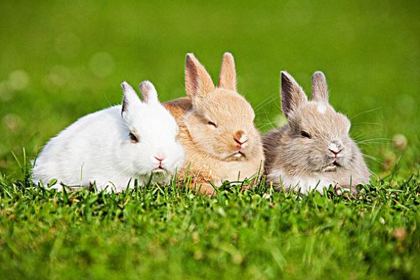 rabbits英语怎么说