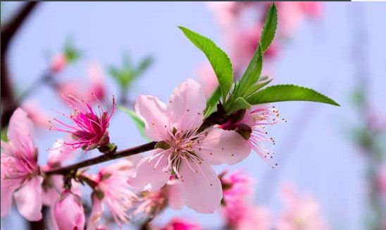 桃花春色暖先开,明媚谁人不看来。可惜狂风吹落后,殷红片片点莓苔。意思