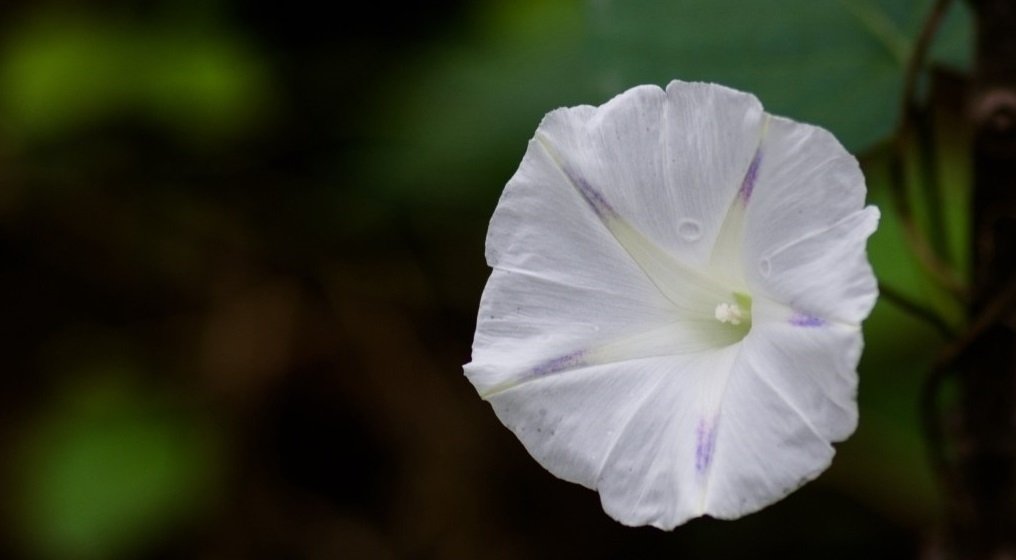 朝颜夕颜分别指什么花？