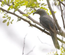 暗灰鹃鵙的生活习性
