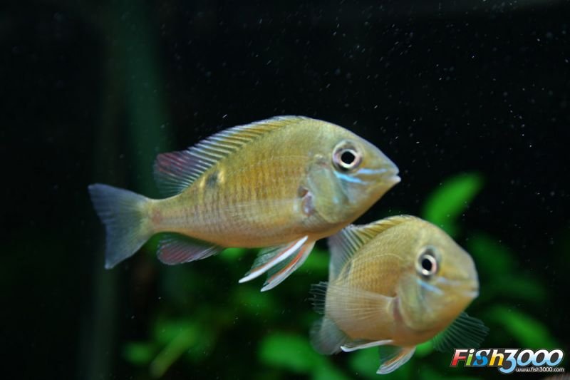 月亮宝石的介绍