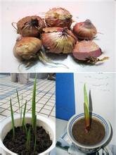 这是什么花的根部