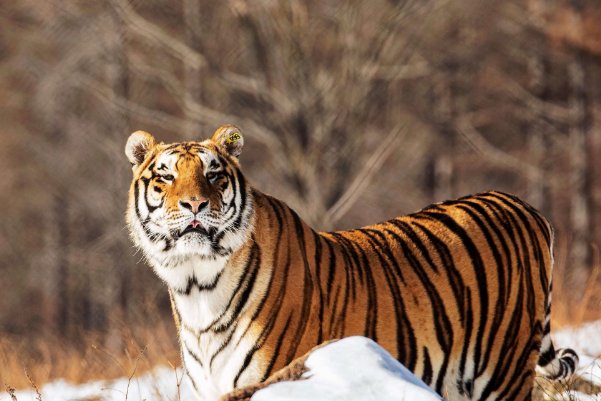 貌不惊人比喻哪个生肖