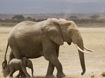 想知道大象怕老鼠吗？