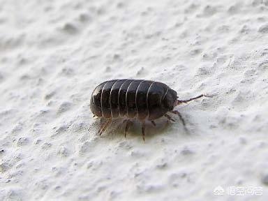 这虫子学名谁知道？