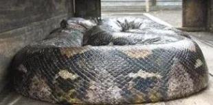 中国最大的蛇有多大?