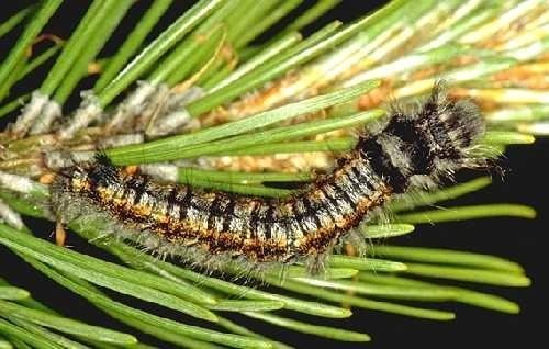 檞寄生是什么意思？