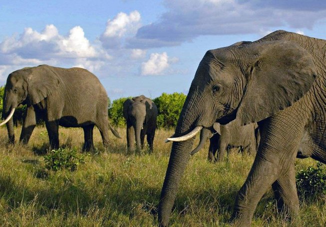 老虎怕什么动物?