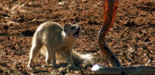 眼镜王蛇的天敌是什么？