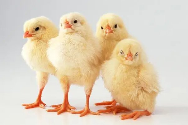 眼牛虎口命定衰,一春一秋不开花打一生肖