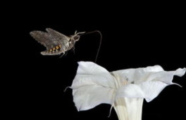 烟草天蛾会咬人吗