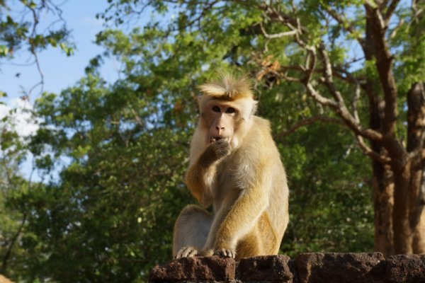 浪子回头打一生肖