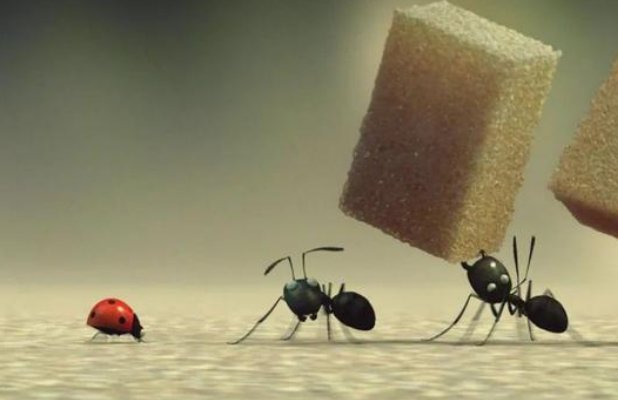 蚂蚁是怎样搬家的？