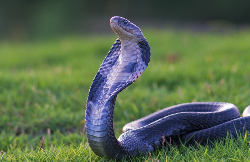 狭路相逢指的是什么生肖