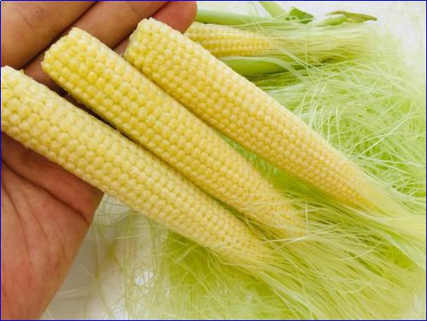 玉米笋是没长大的玉米吗