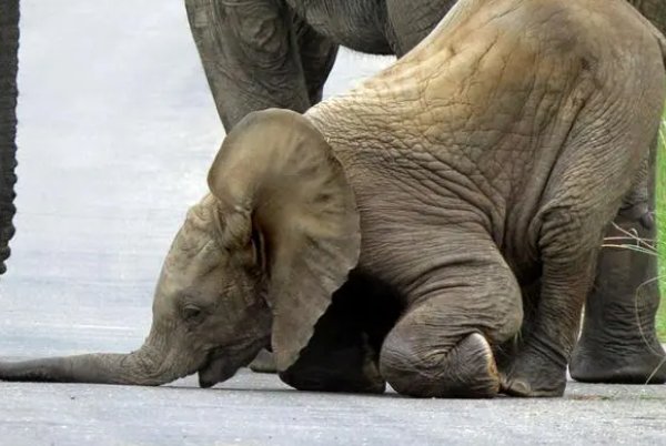 栽跟头造句，栽跟头怎么造？