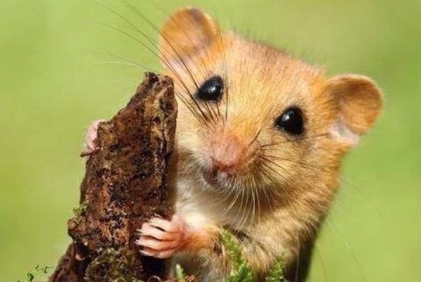 故地重游打一动物生肖