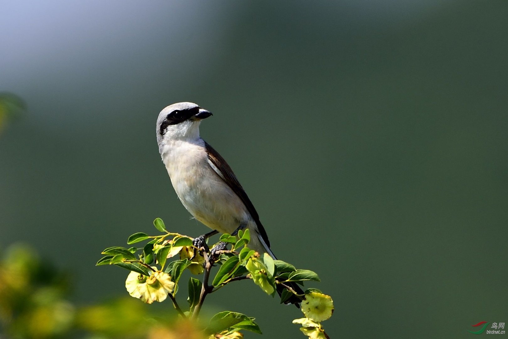 灰背伯劳的生活习性