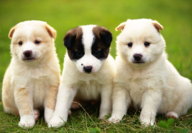 狭路相逢指的是什么生肖