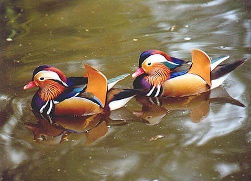 鸯组两个词三年级下册