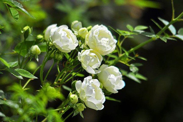 芬芳馥郁形容女人什么