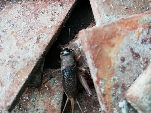 蟋蟀发出的声音拟声词是？