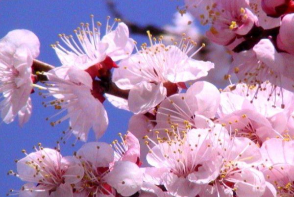 古代哪种花是及第花