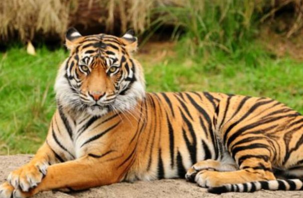 龙游浅水遭虾戏后面一句是什么?