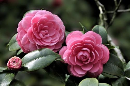 花开放的时间有哪些