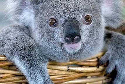 考拉和树懒的区别是什么?