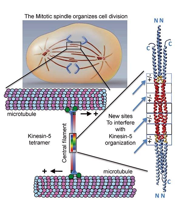 驱动蛋白的介绍