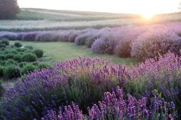 苍蝇的克星是什么